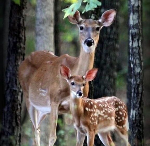 Lake Forest Luxury Log Cabins