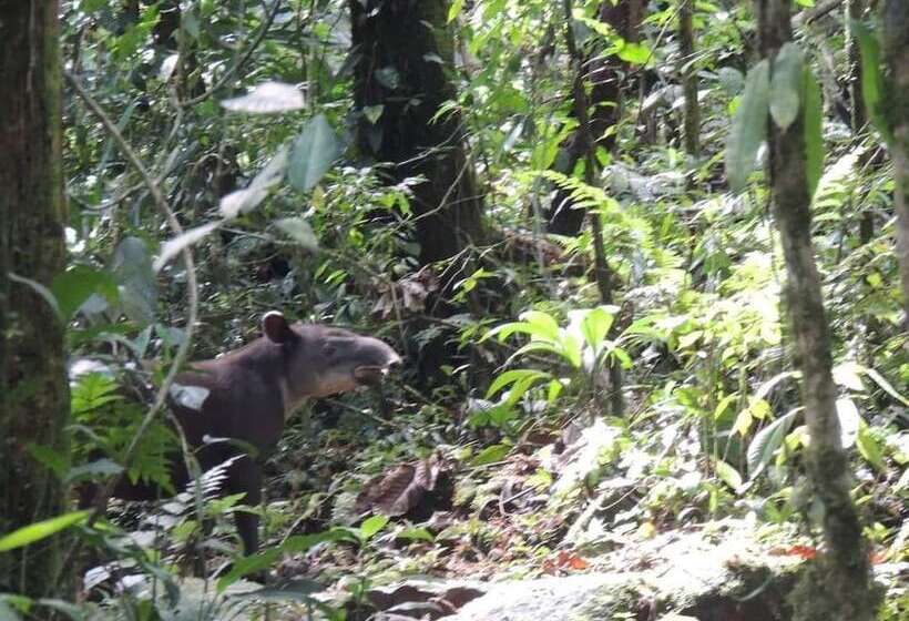 فندق Posada Río Celeste La Amistad
