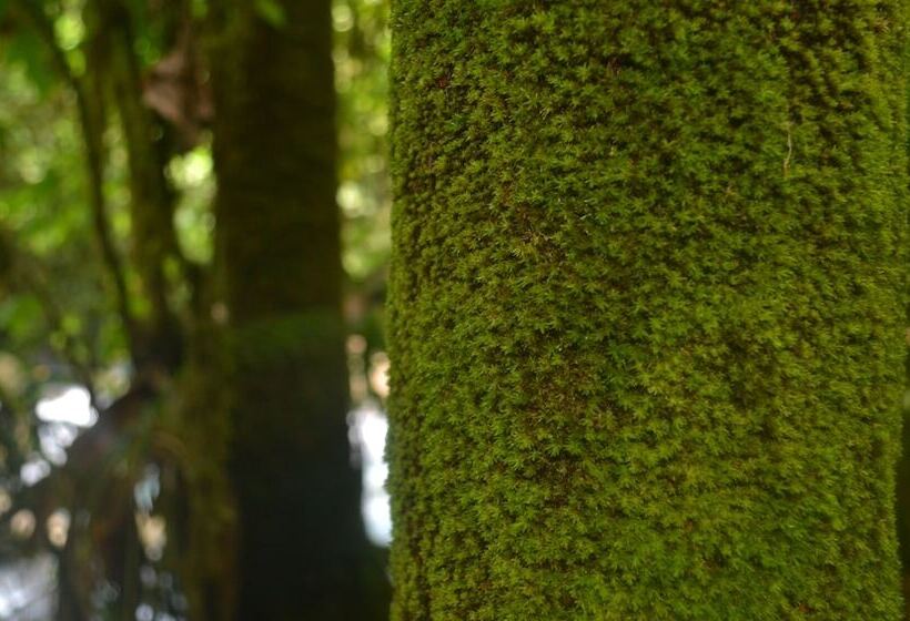 فندق Posada Río Celeste La Amistad