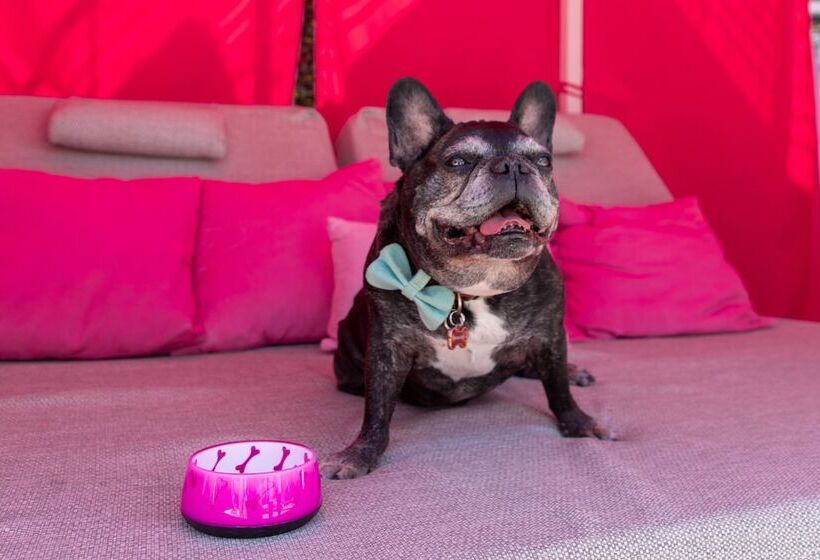 فندق The Paloma Resort