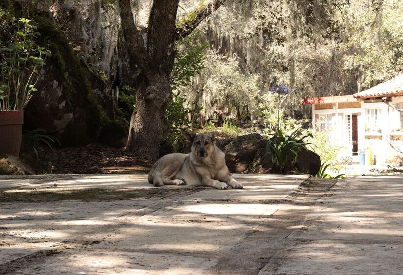 ホテル Bungalows Villa Limon