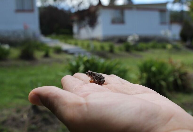 ホテル Bungalows Villa Limon