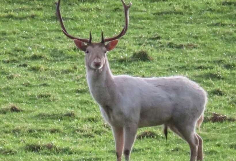 فندق Delighful, Cosy Caravan With Sea View In Monreith