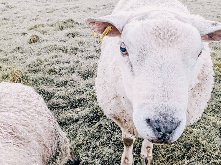 酒店 Immaculate Lotus Belle Tent Retreat, North Devon