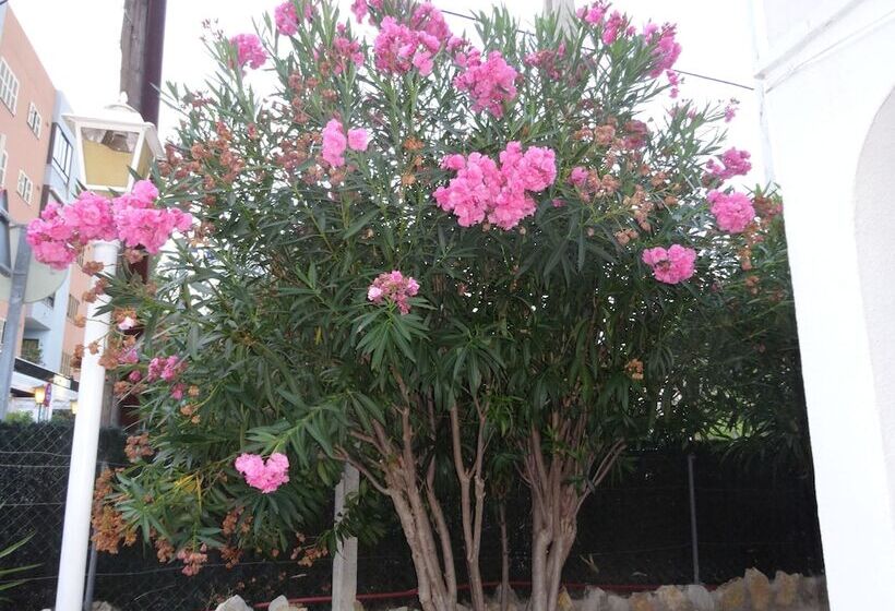 فندق Hostal Amistad