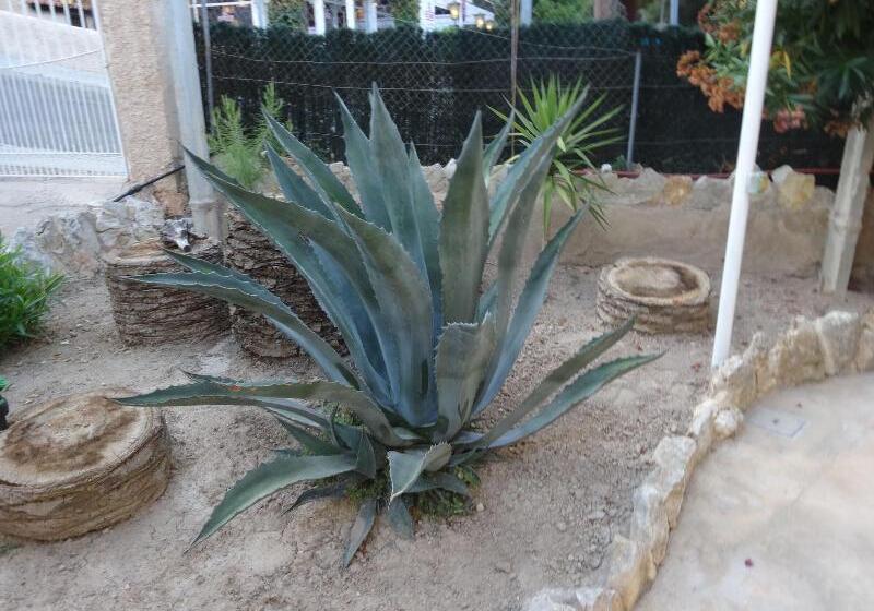 فندق Hostal Amistad