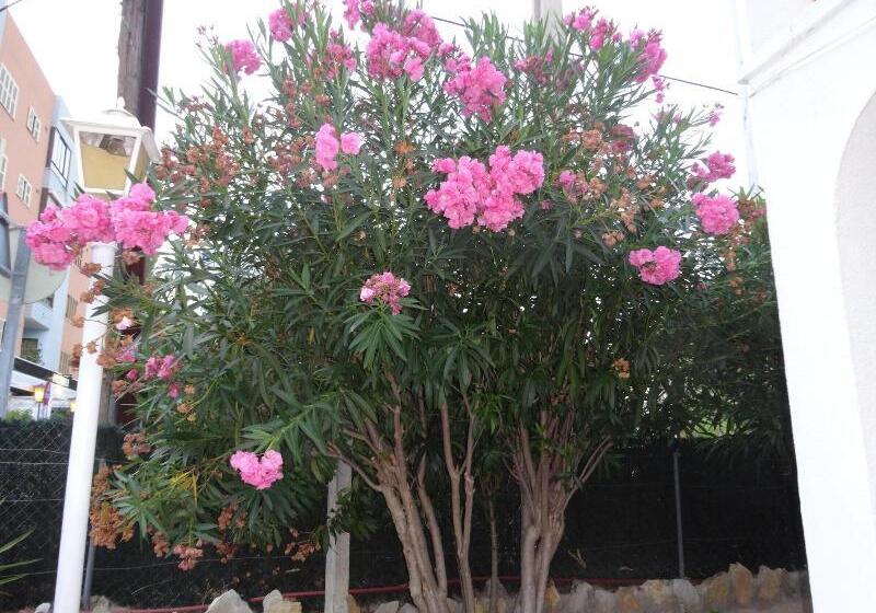 فندق Hostal Amistad