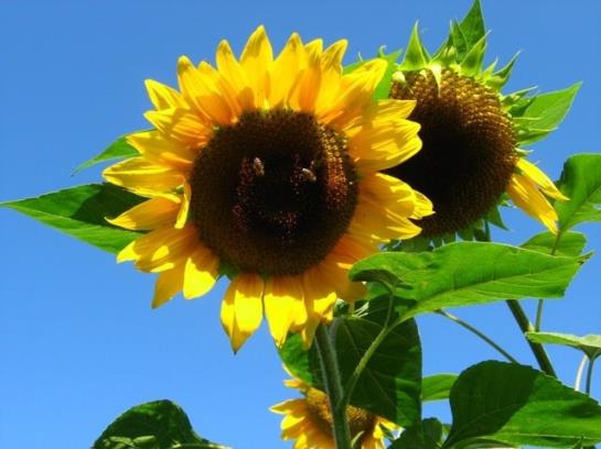 Bauernhof Muehlbauernhof