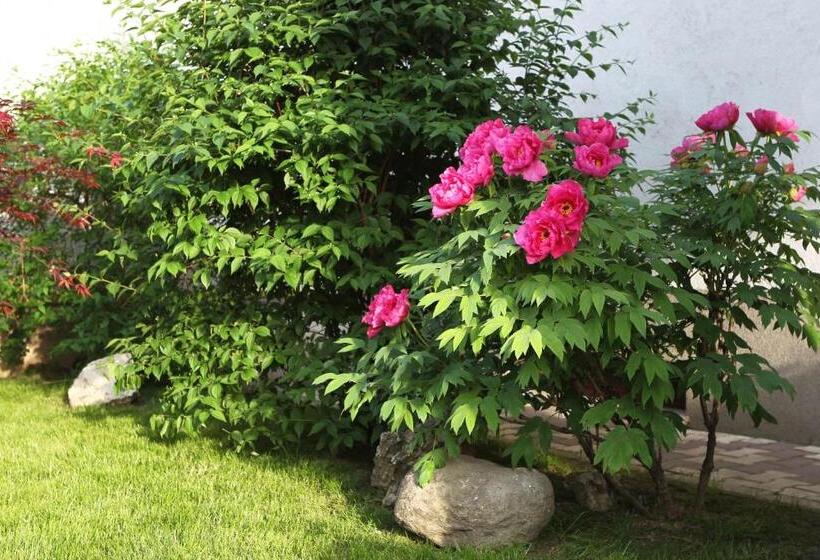 ホテル Complex Jasmine