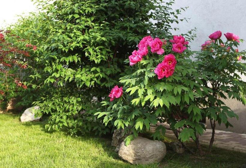 ホテル Complex Jasmine