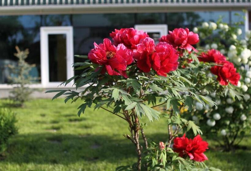 ホテル Complex Jasmine