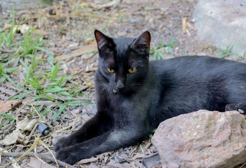 פנסיון Chale Sossego