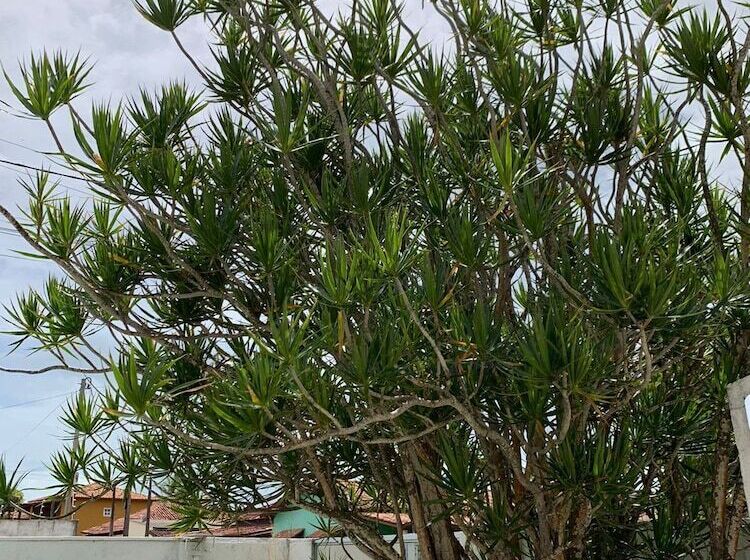 בית מלון כפרי Casa Branca