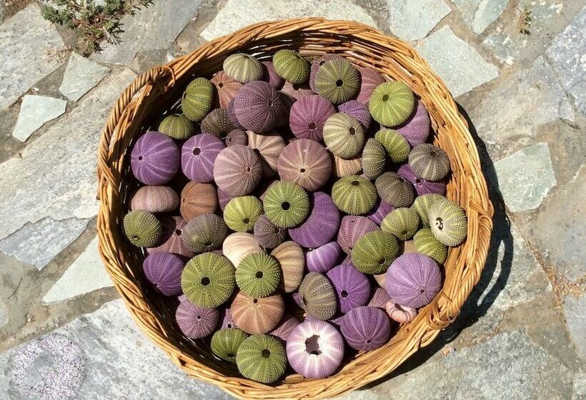 Not Traditional Original The Blue Cottage