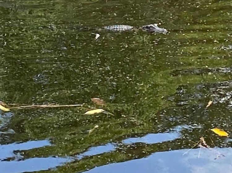 مبيت وإفطار Suite Dreams Guesthouse Aka Care Takeover Home