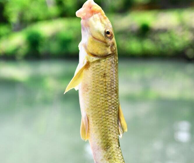 5 Son S Geronimo   Birdhouse Cabin