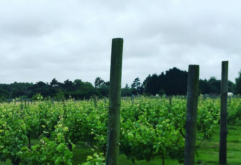 Come & Stay On A Real Norfolk Vineyard