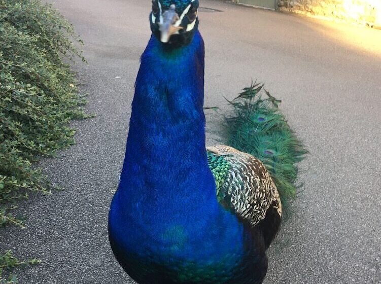 Отель Garden Barn