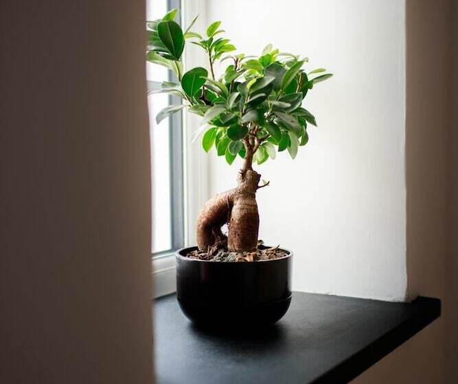 Luxury Thatched Country Cottage   Dartmoor, Devon