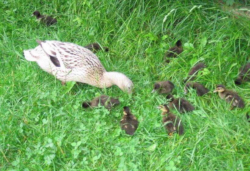 ホテル Backer Ferdl Panzio