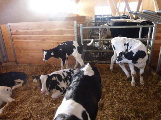 Bauernhof Appartement Zenzi Wurzenrainer