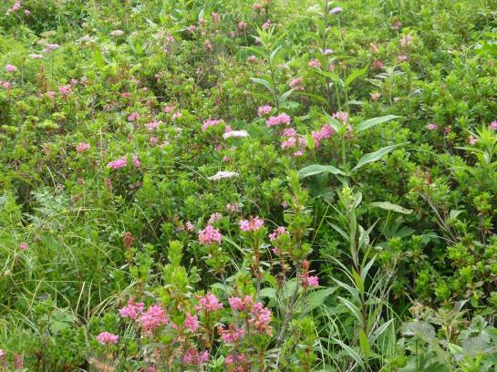 Bauernhof Appartement Zenzi Wurzenrainer