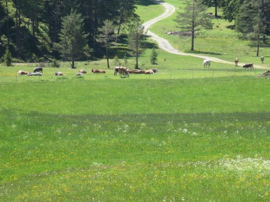 Bauernhof Ban Kneissl's