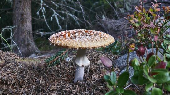 Bauernhof Ban Kneissl's