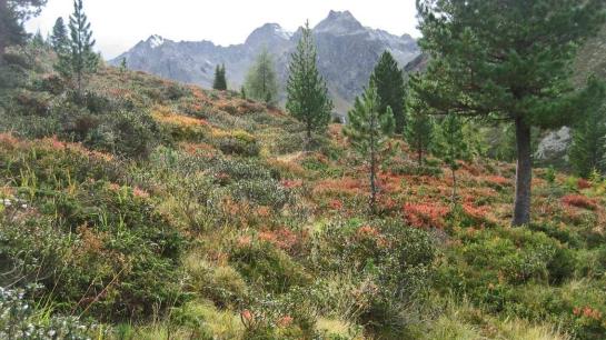 Bauernhof Ban Kneissl's