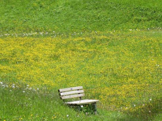 Bauernhof Ban Kneissl's