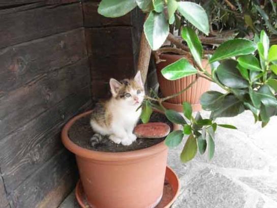 Bauernhof Oberniggler