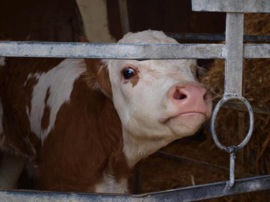 Bauernhof Steinwaend