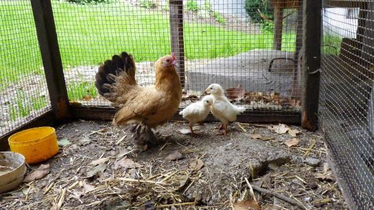 Bauernhof Streicherberg