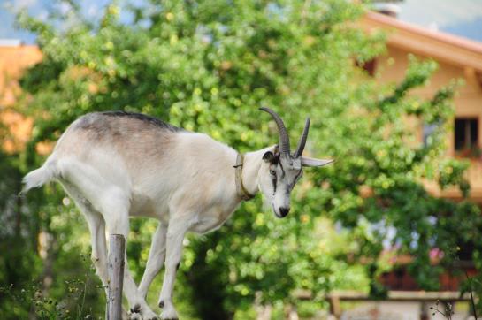 Bauernhof Vorderaltensberg