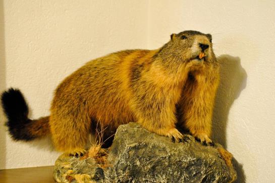 פנסיון Dorfwirt Gasthof