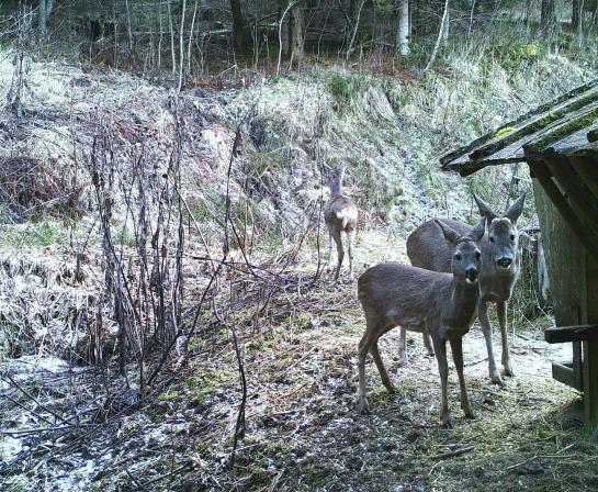 فندق Ferienhaus Hollinger