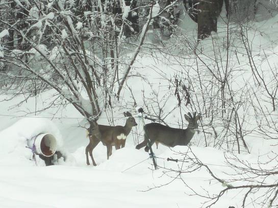 فندق Ferienhaus Hollinger