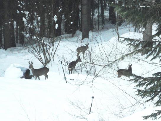בית מלון כפרי Ferienhaus Hollinger