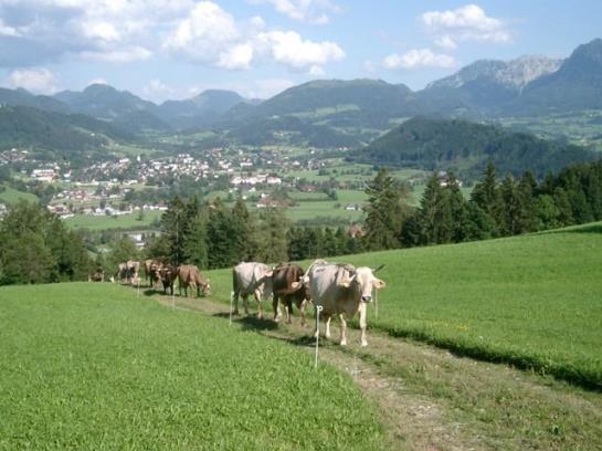 בית מלון כפרי Ferienhof Berger