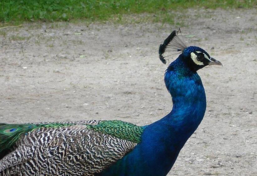 酒店 Gasthofladen Schneeweiss