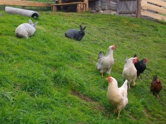 酒店 Hochserner-hof