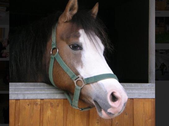 酒店 Hochserner-hof