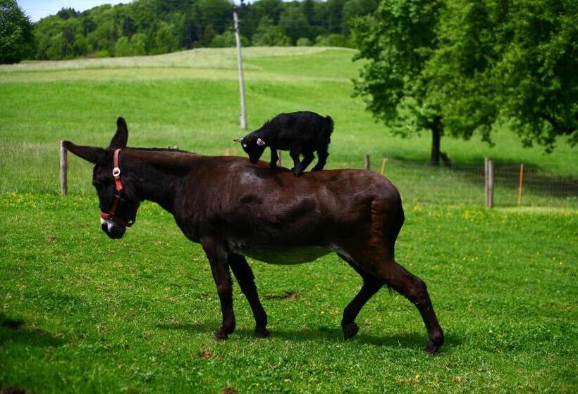 ホテル Nussbaumer Am Irrsee