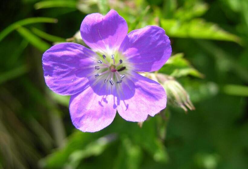 בית מלון כפרי Pension Fischinger