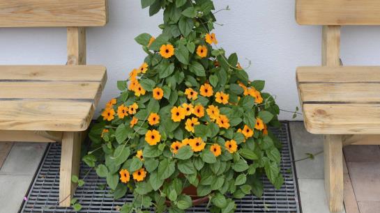 Bed and Breakfast Pension Müller