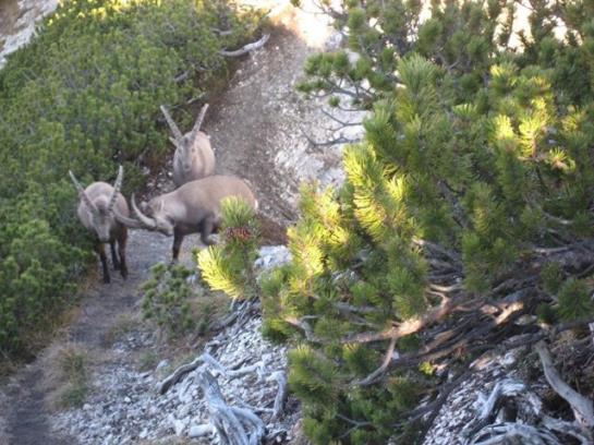 צימר Frã¼hstã¼ckspension Rofangarten