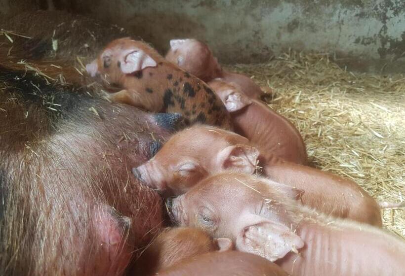 فندق Puttererseehof