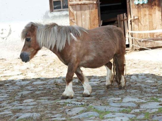 فندق Scharrerhof