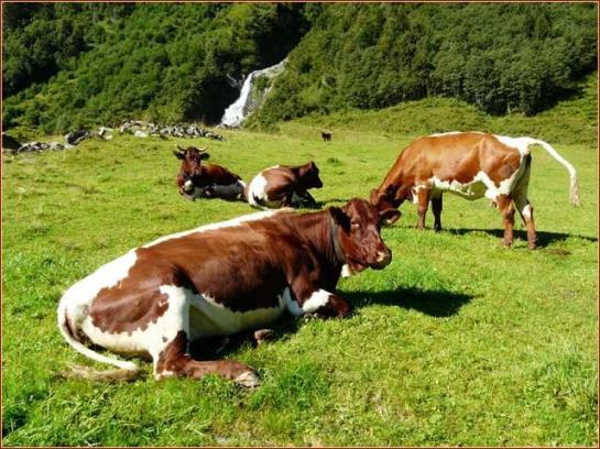 فندق Scharrerhof