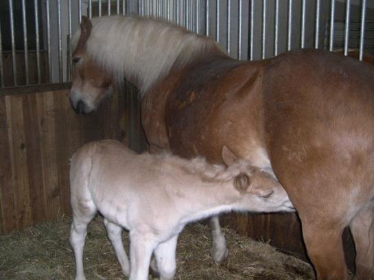 בית מלון כפרי Vitalhof Der Veitenhof